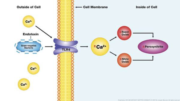4.2EndotoxinInfluenceonIntracellular_Calcium_(2).jpg