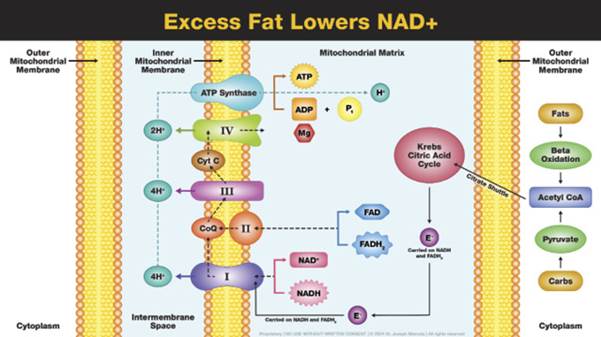 5.2_Excess_Fat_Lowers_NAD_(1).jpg