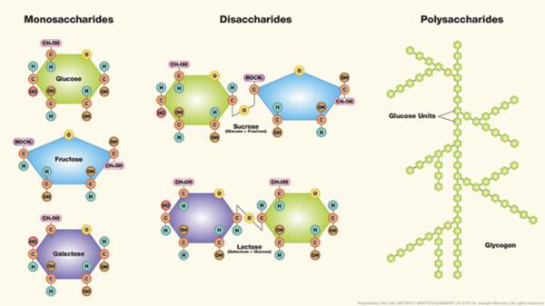 10.2_Saccharides_Graphic.jpg